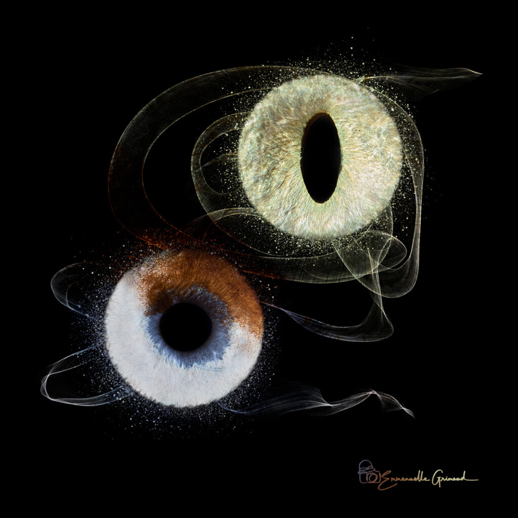 Photo iris de chien et de chat à Montpellier | photographie Emmanuelle Grimaud 26 avenue du Général de Gaulle 34690 Fabrègues