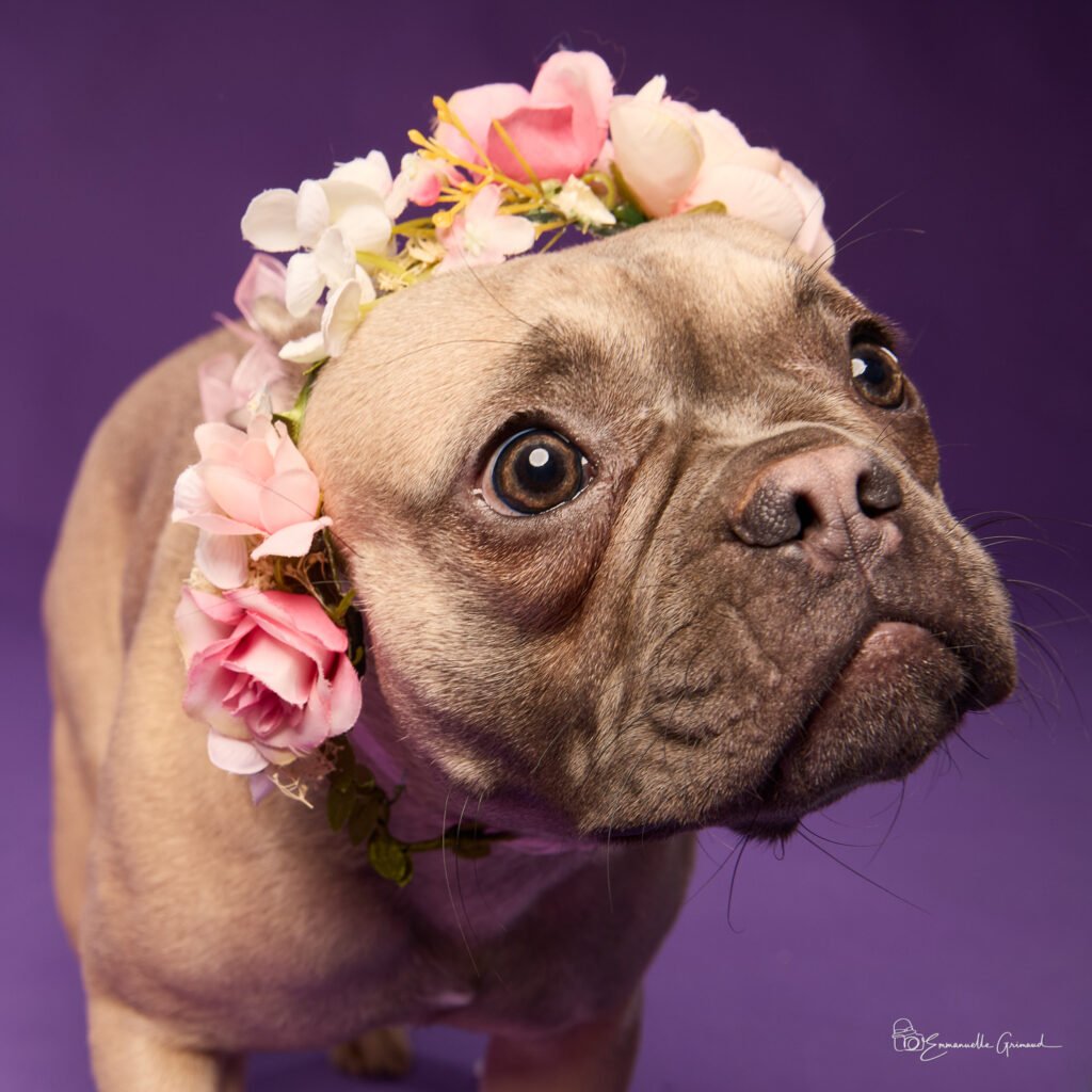 Bouledogue français avec des fleurs | photographie Emmanuelle Grimaud 26 avenue du Général de Gaulle 34690 Fabrègues