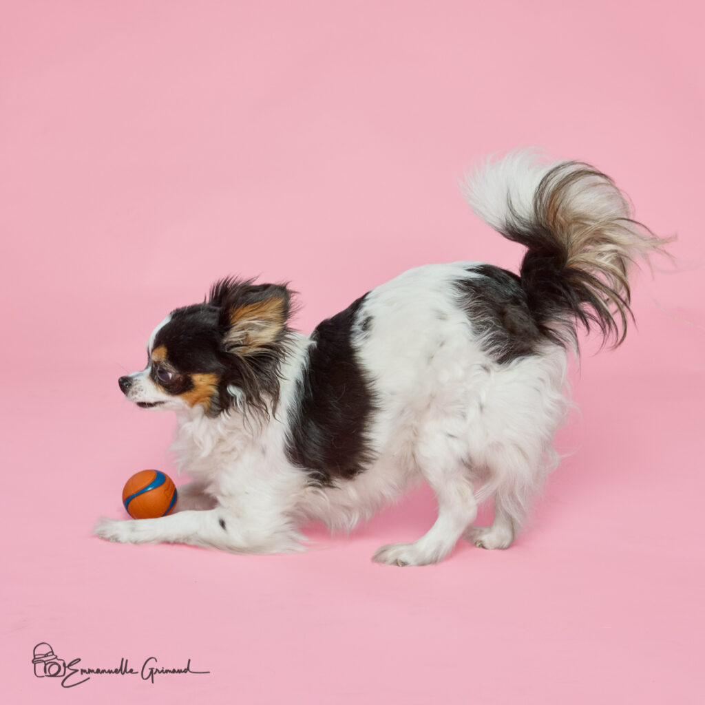 Chihuahua avec balle sur fond rose | photographie Emmanuelle Grimaud 26 avenue du Général de Gaulle 34690 Fabrègues