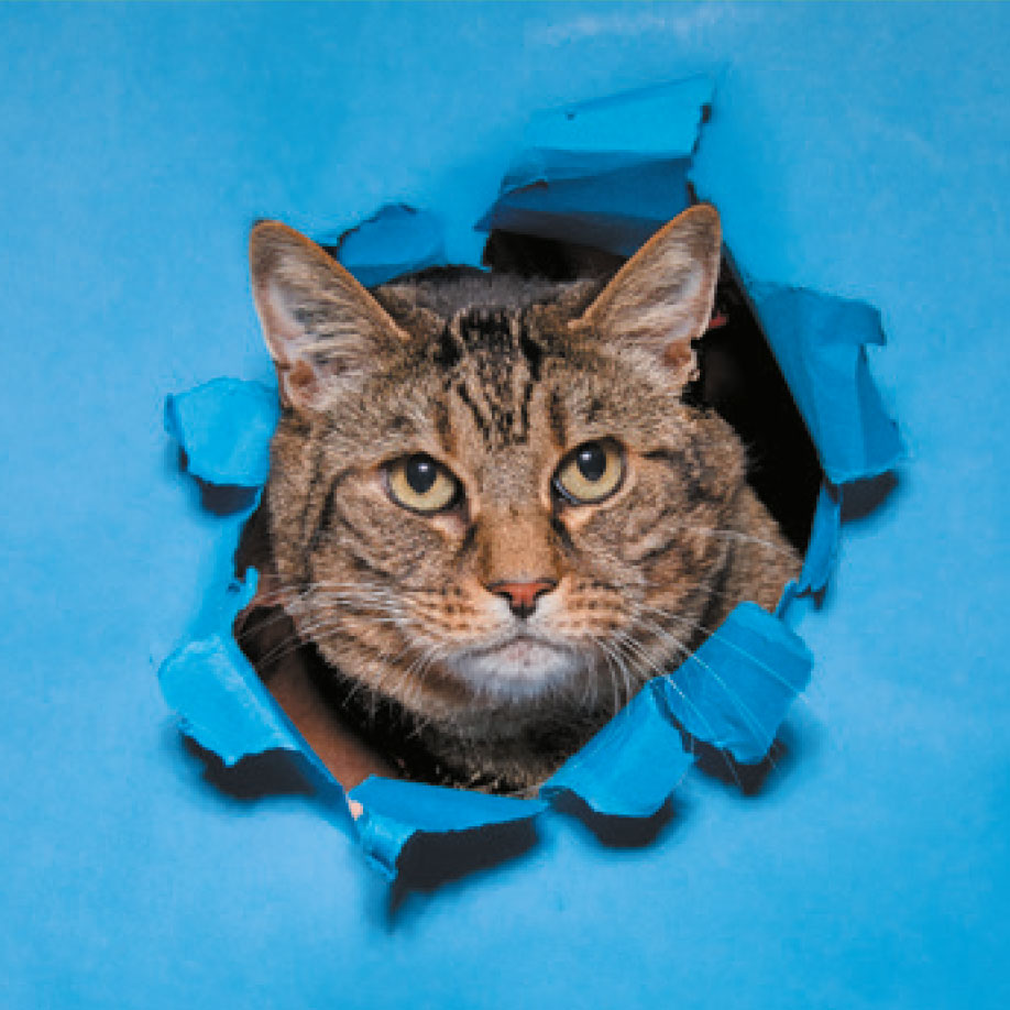 Chat sur fond bleu | photographie Emmanuelle Grimaud 26 avenue du Général de Gaulle 34690 Fabrègues