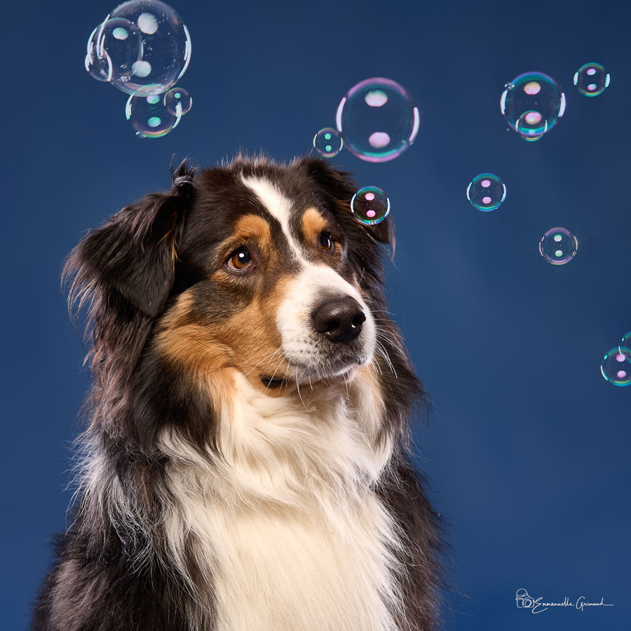Votre chien mérite son portrait avec couleurs et bulles