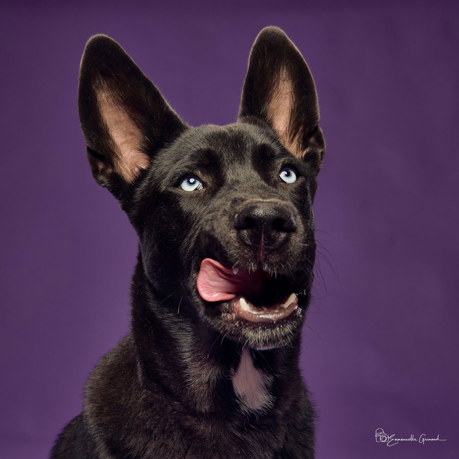Chien noir sur fond violet | photographie Emmanuelle Grimaud 26 avenue du Général de Gaulle 34690 Fabrègues