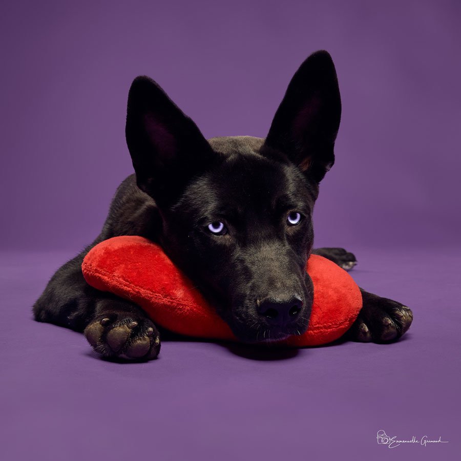 Chien noir sur peluche rouge | photographie Emmanuelle Grimaud 26 avenue du Général de Gaulle 34690 Fabrègues