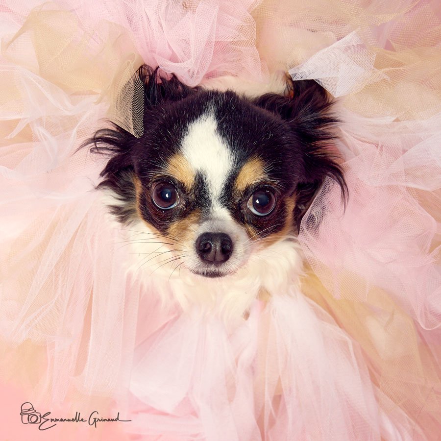 Portrait chihuahua avec un tutu rose | photographie Emmanuelle Grimaud 26 avenue du Général de Gaulle 34690 Fabrègues