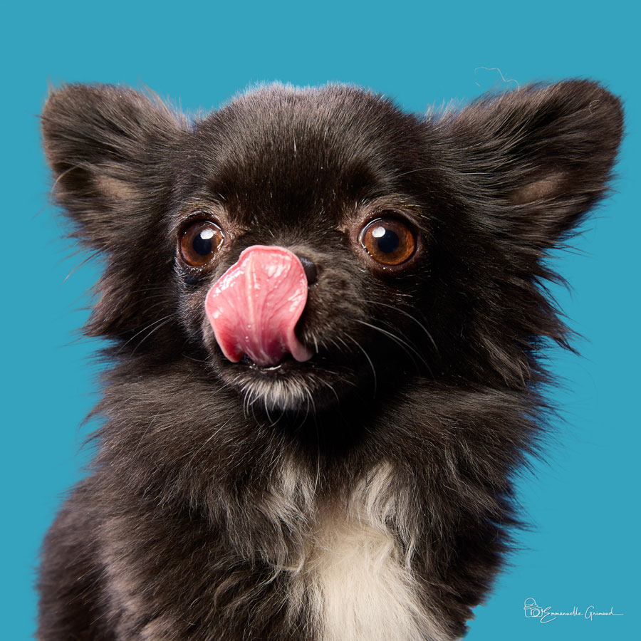 Petit chien noir | photographie Emmanuelle Grimaud 26 avenue du Général de Gaulle 34690 Fabrègues