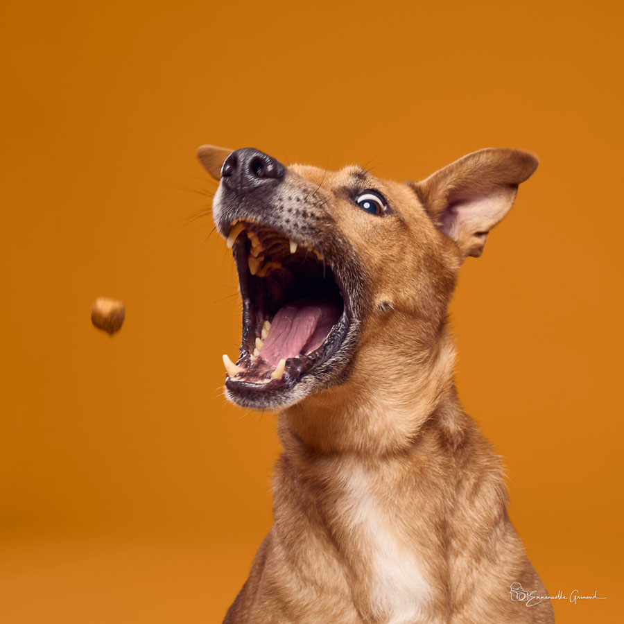 Chien sur fond orange | photographie Emmanuelle Grimaud 26 avenue du Général de Gaulle 34690 Fabrègues